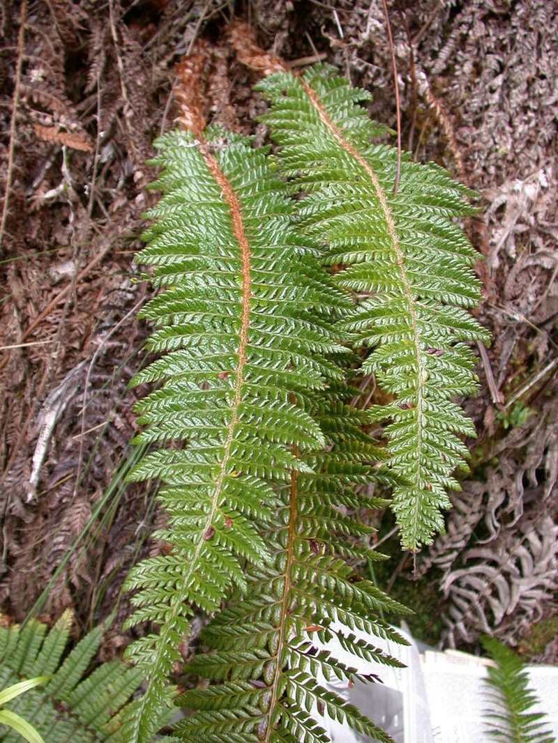 Island Swordfern photo 8