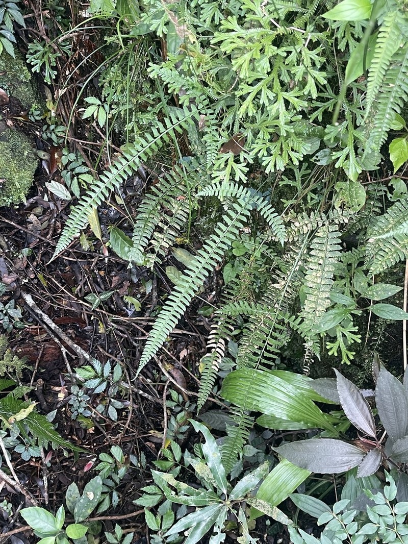 Polystichum hancockii