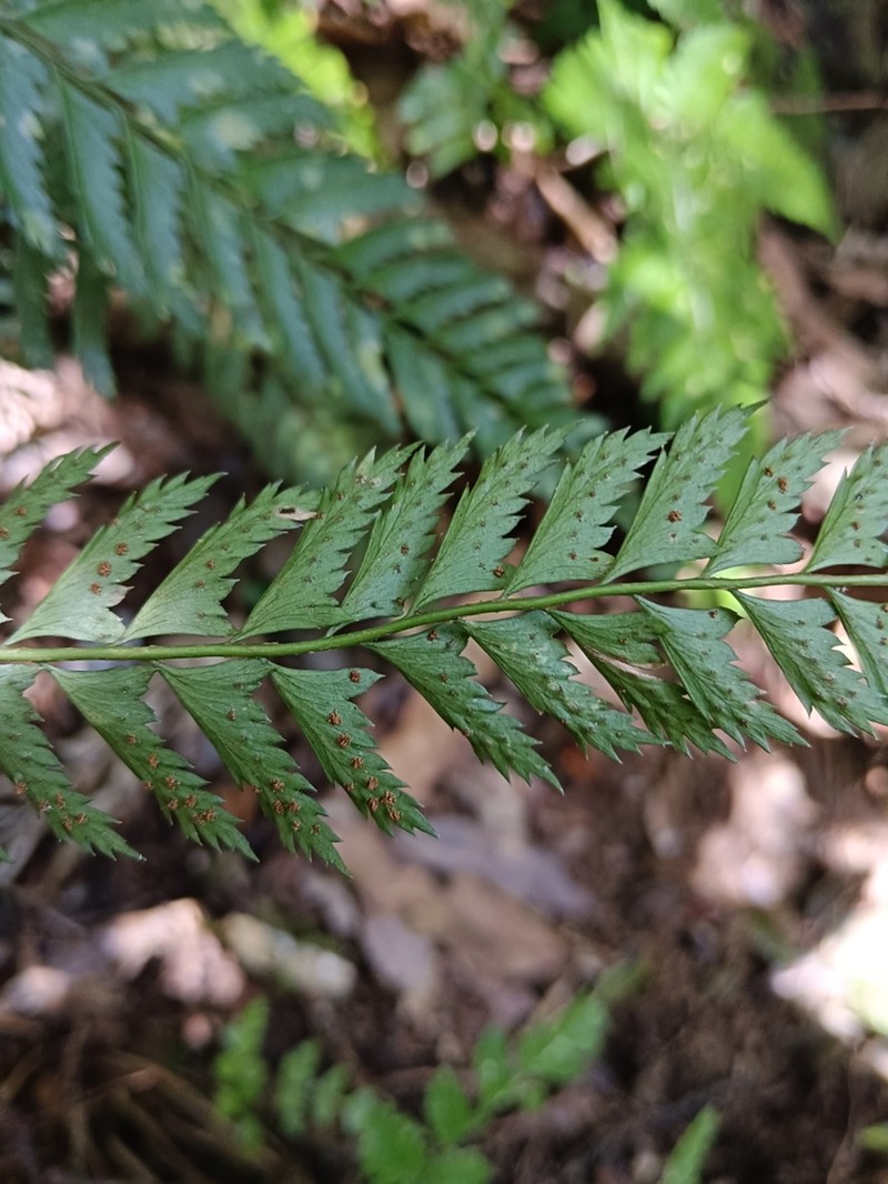 Polystichum hancockii photo 2