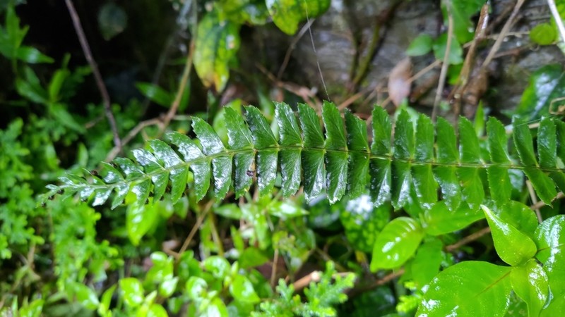Polystichum hancockii photo 3