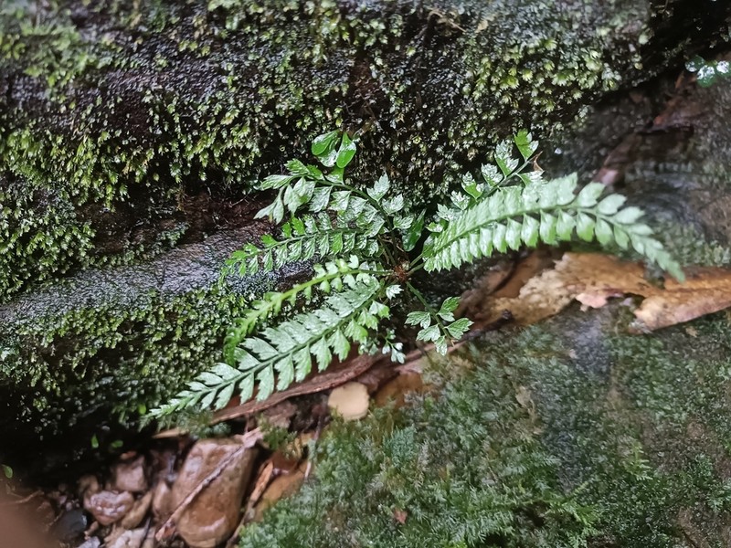Polystichum hancockii photo 4