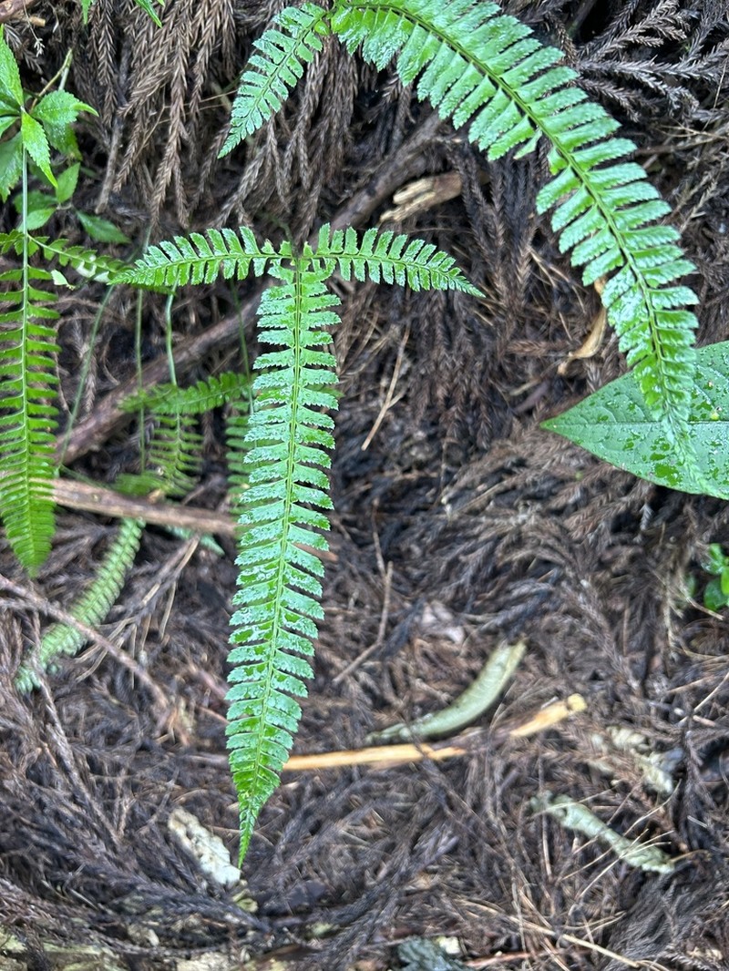 Polystichum hancockii photo 5