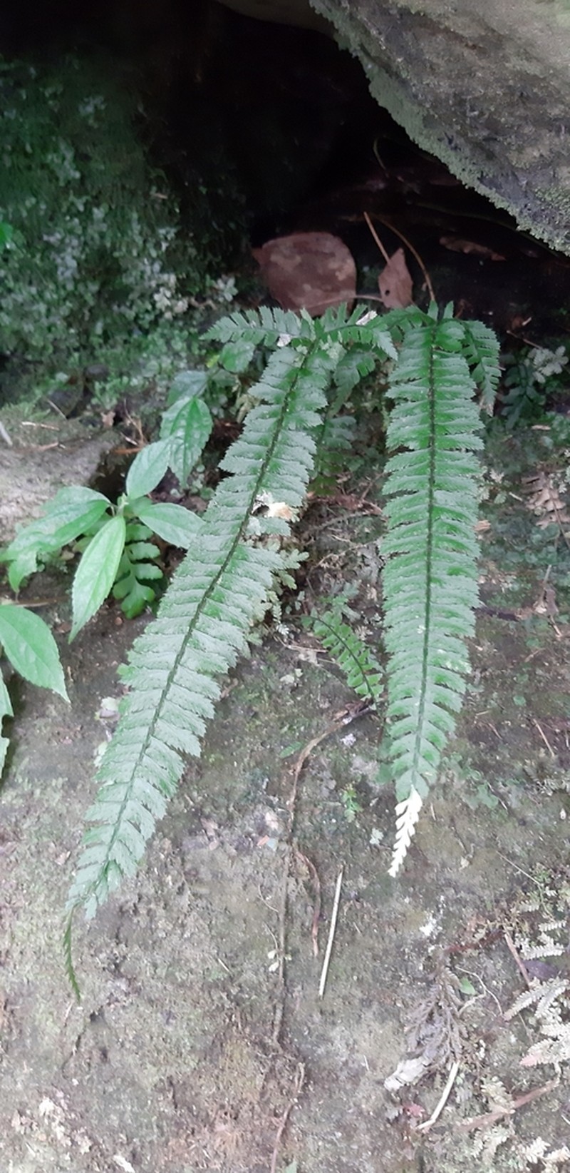 Polystichum hancockii photo 6