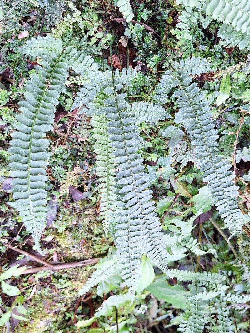 Polystichum hancockii photo 7
