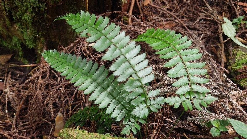 Polystichum hancockii photo 8