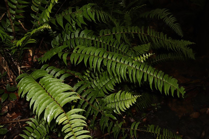 Polystichum harpophyllum photo 2