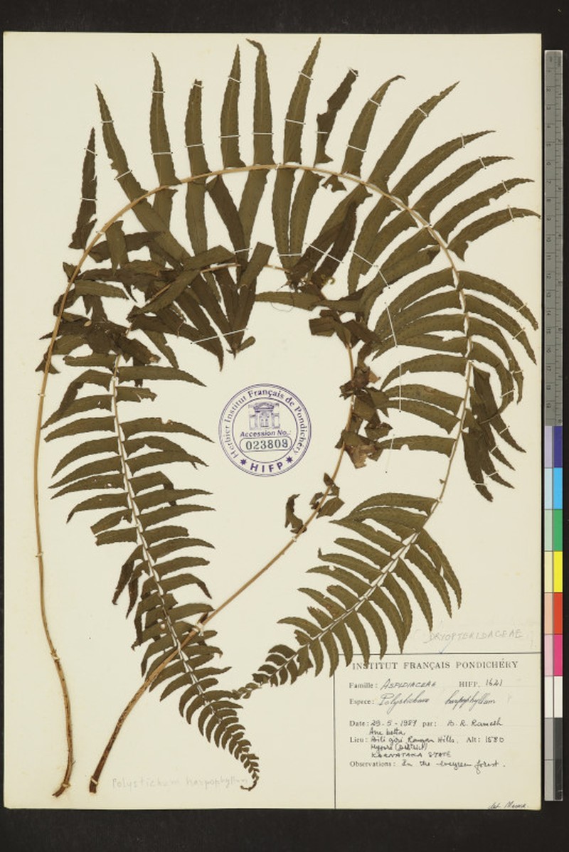 Polystichum harpophyllum photo 3