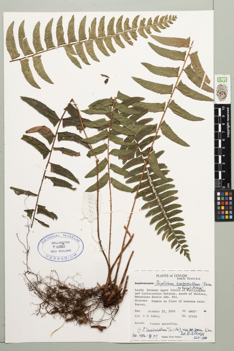 Polystichum harpophyllum photo 4