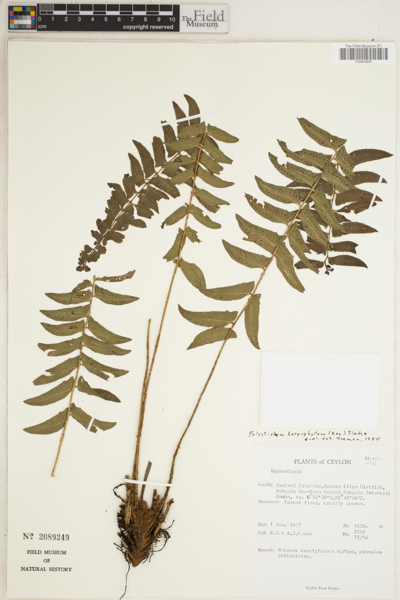 Polystichum harpophyllum photo 5
