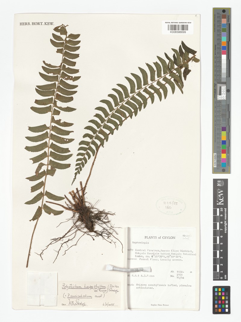 Polystichum harpophyllum photo 6