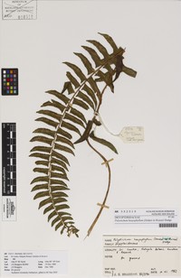 Polystichum harpophyllum