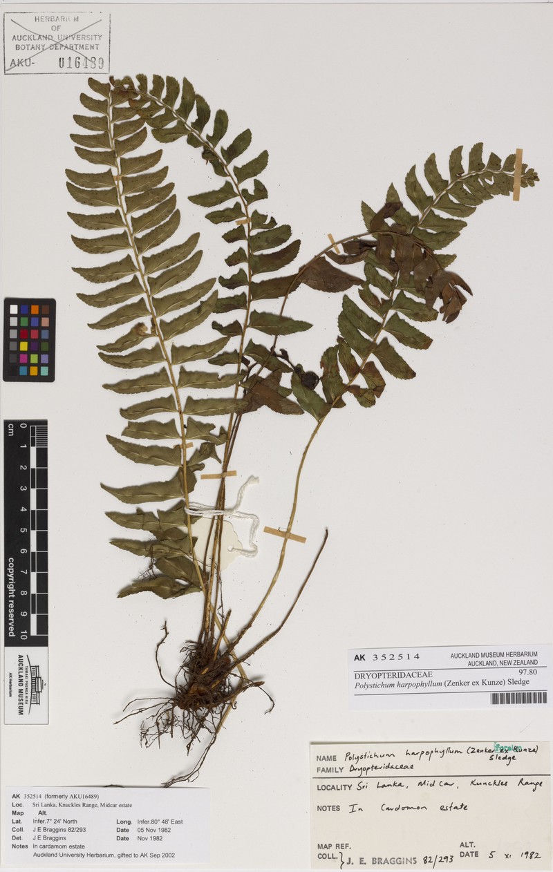 Polystichum harpophyllum photo 7