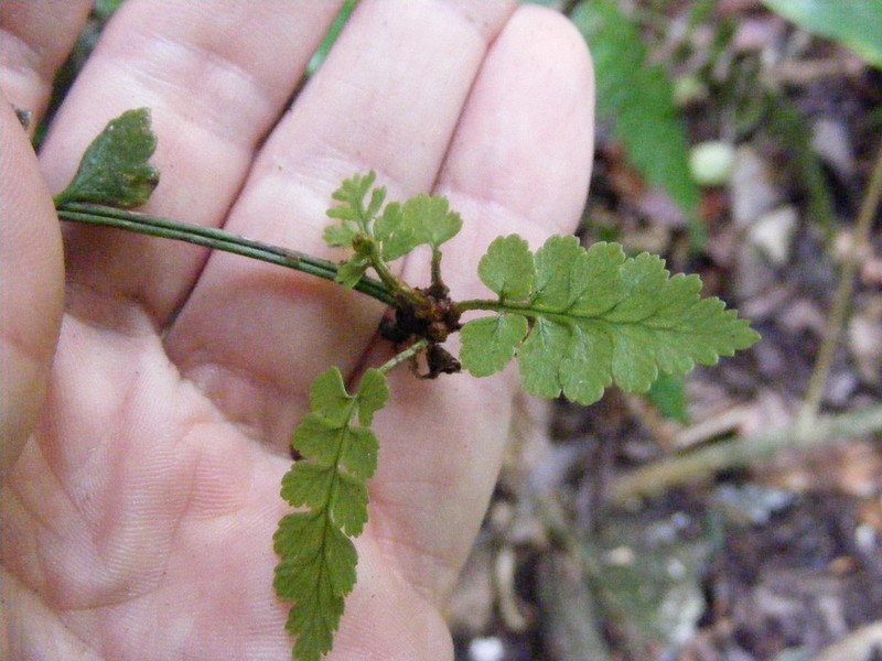 Polystichum harrisii