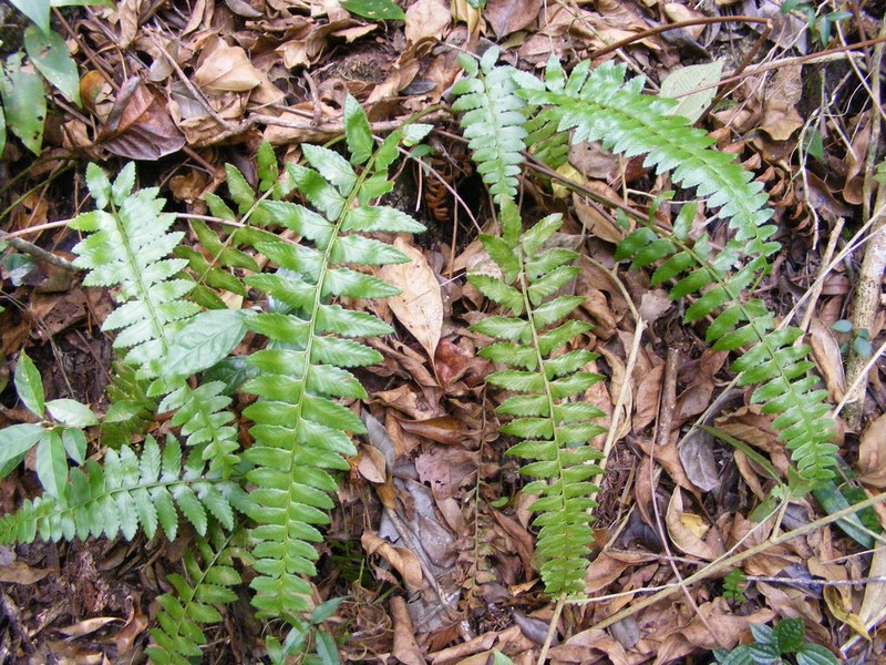 Polystichum harrisii photo 2