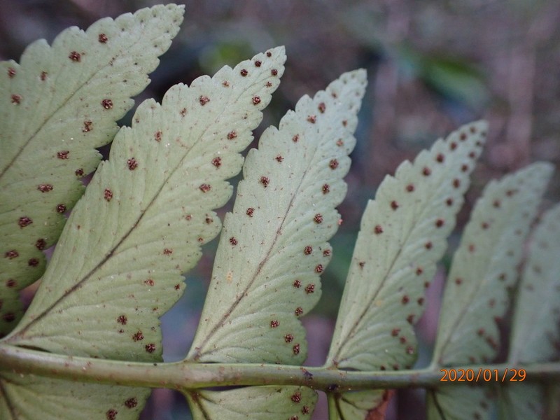 Polystichum harrisii photo 3