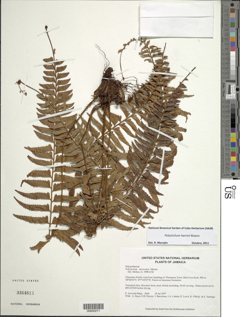 Polystichum harrisii photo 4