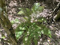Polystichum hartwegii