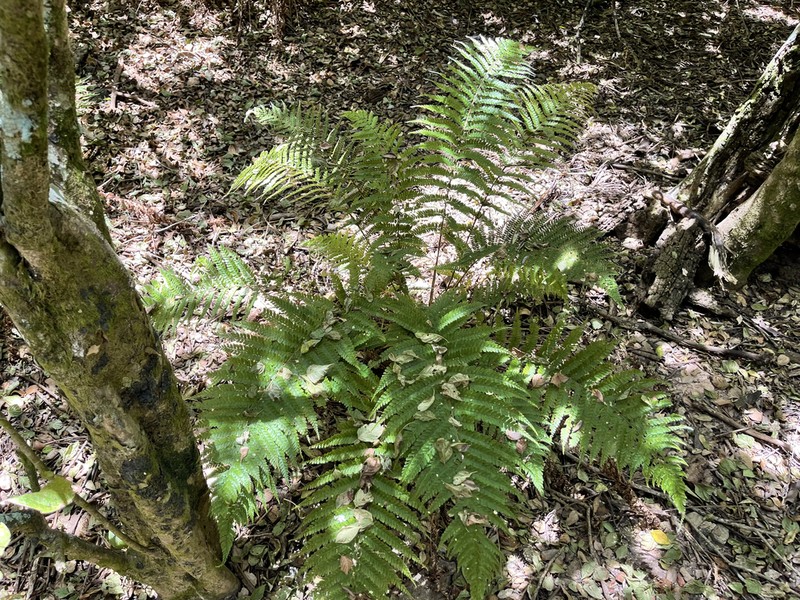 Polystichum hartwegii