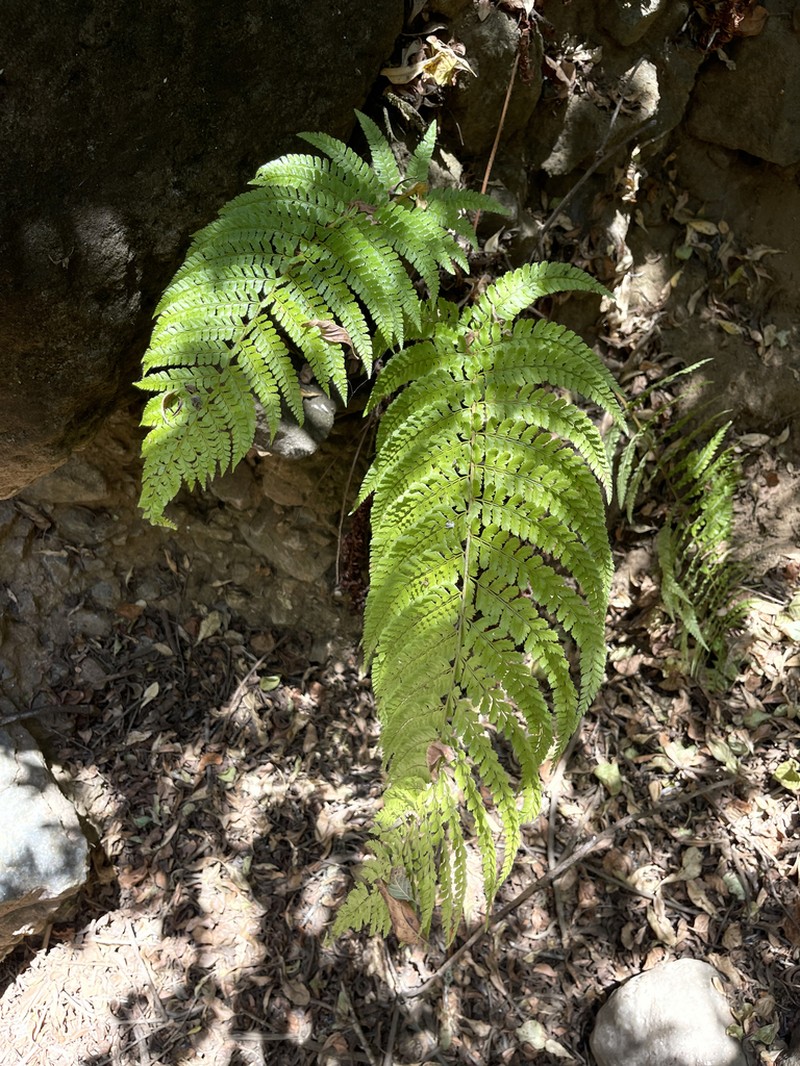 Polystichum hartwegii photo 2