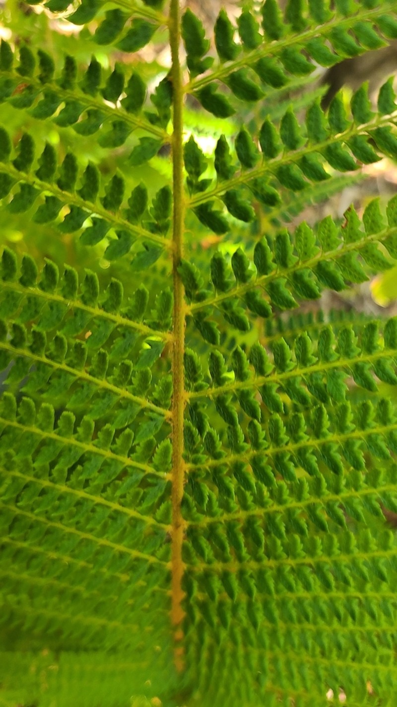 Polystichum hartwegii photo 3