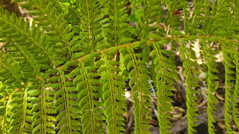 Polystichum hartwegii photo 4