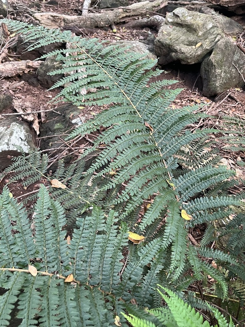 Polystichum hartwegii photo 6