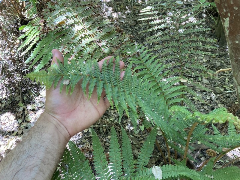 Polystichum hartwegii photo 7