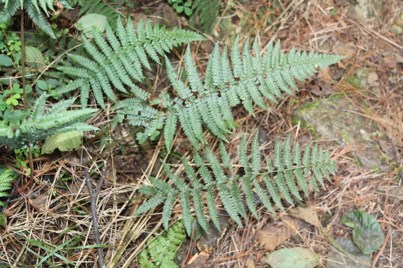 Polystichum hartwegii photo 8