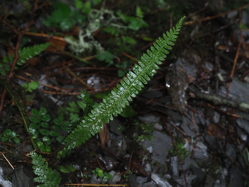 Polystichum hecatopterum