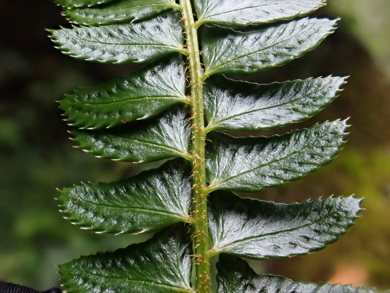 Polystichum hecatopterum photo 2