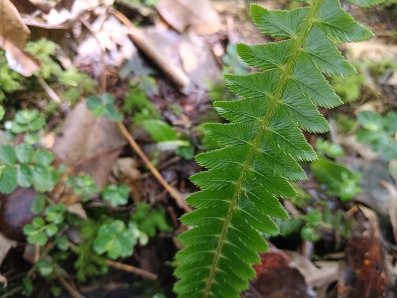 Polystichum hecatopterum photo 3