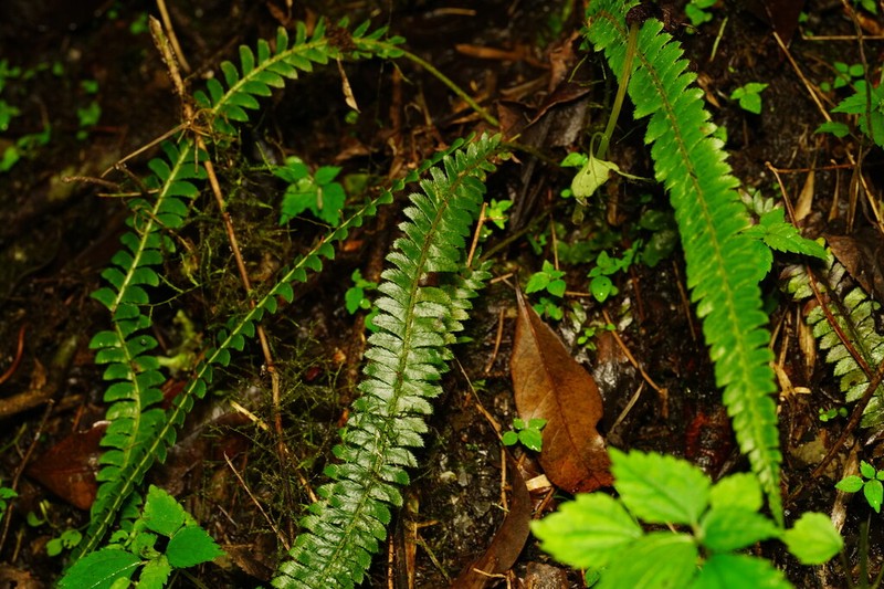 Polystichum hecatopterum photo 4