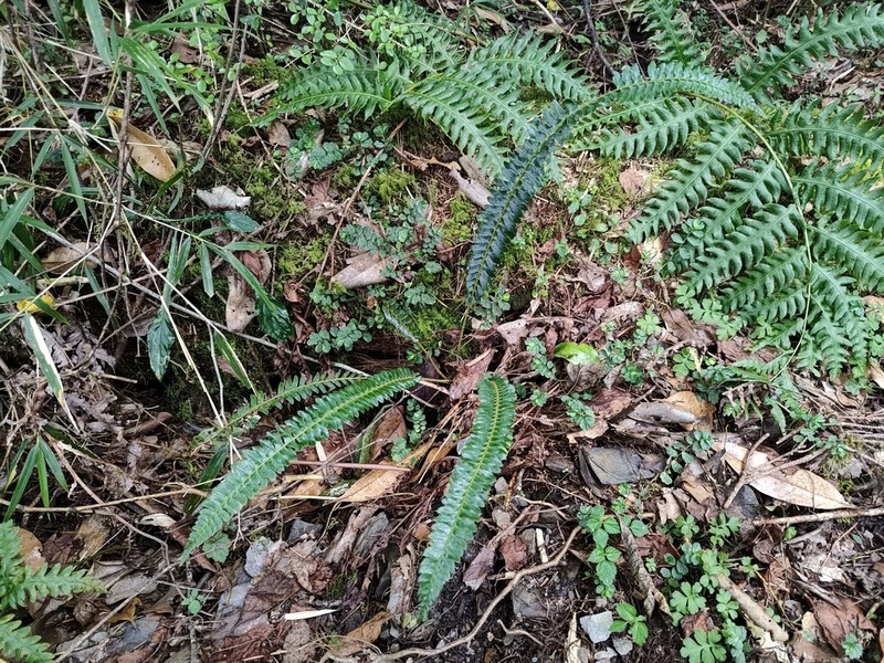 Polystichum hecatopterum photo 5
