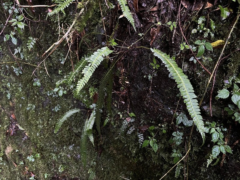 Polystichum hecatopterum photo 6
