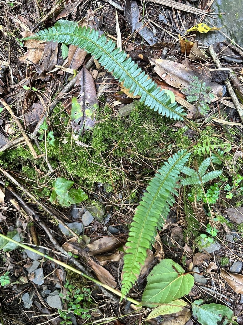 Polystichum hecatopterum photo 7
