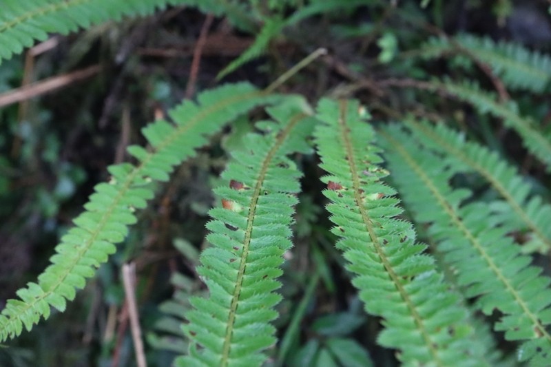 Polystichum hecatopterum photo 8