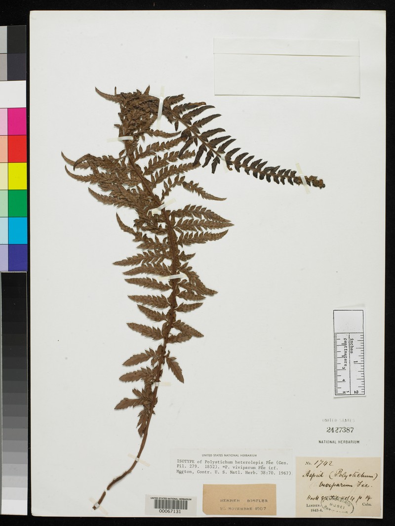Polystichum heterolepis