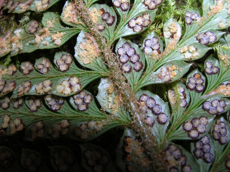 Hillebrand's Hollyfern