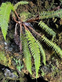 Hillebrand's Hollyfern