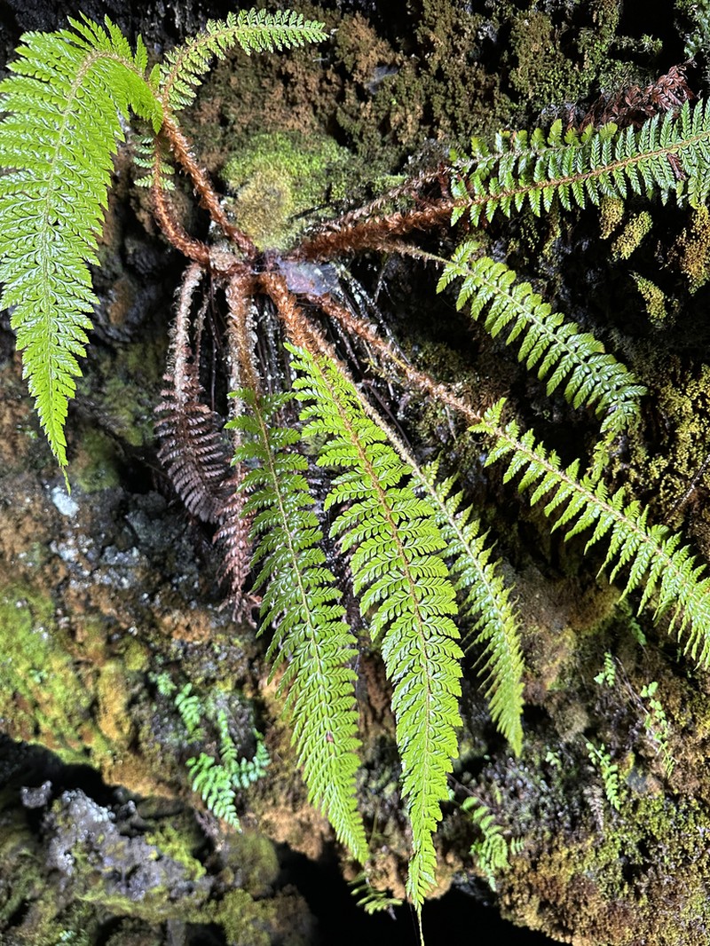 Hillebrand's Hollyfern