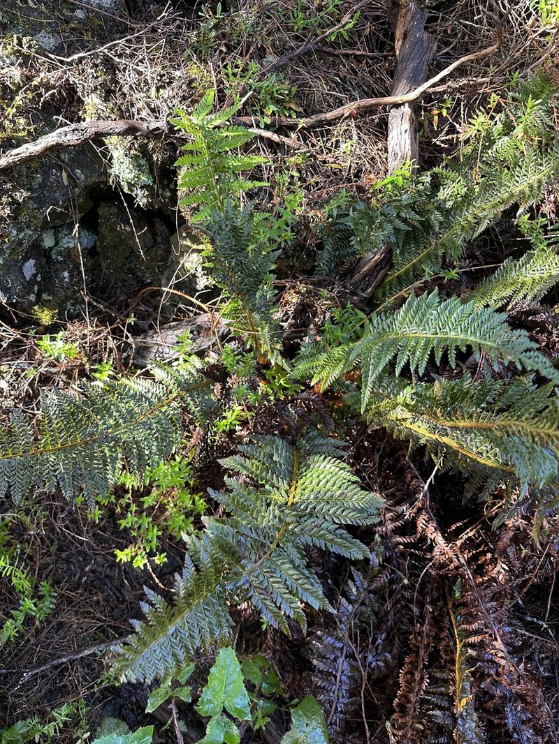 Hillebrand's Hollyfern photo 2