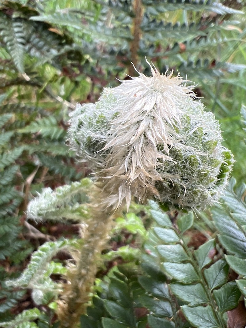 Hillebrand's Hollyfern photo 3