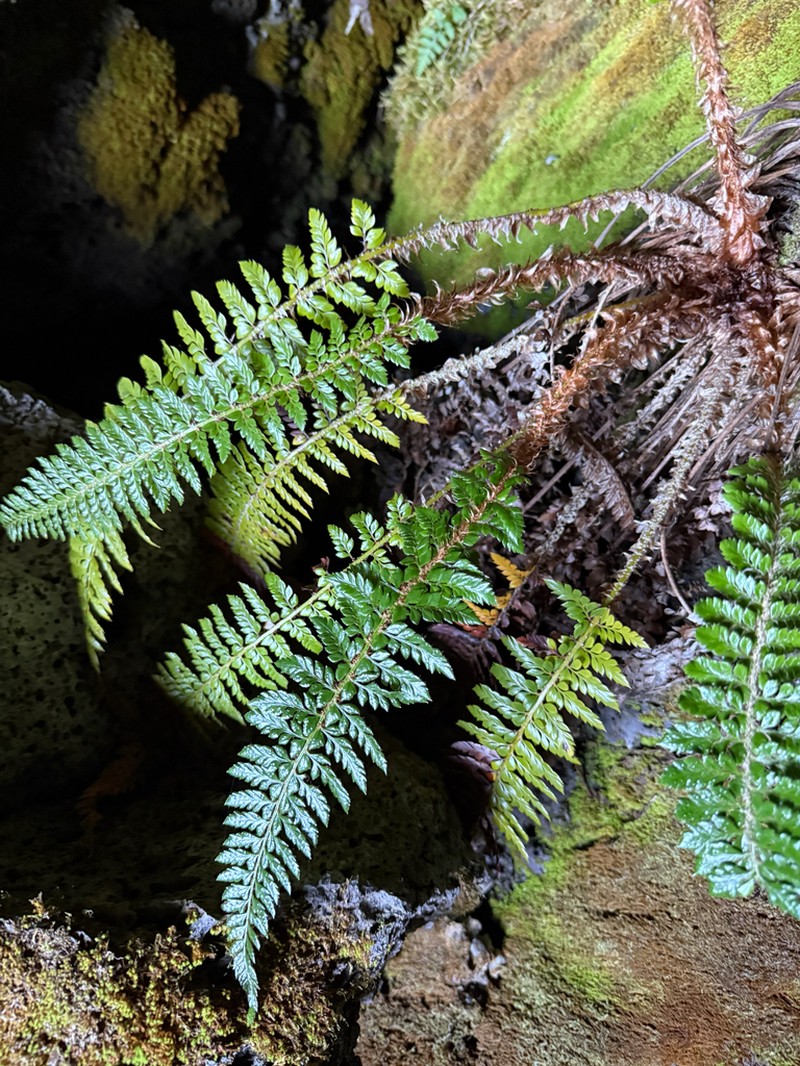 Hillebrand's Hollyfern photo 4