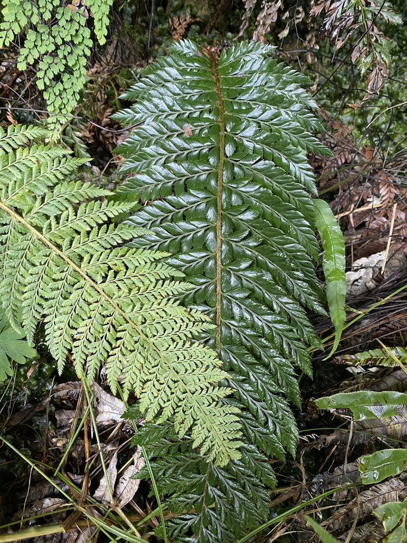 Hillebrand's Hollyfern photo 5