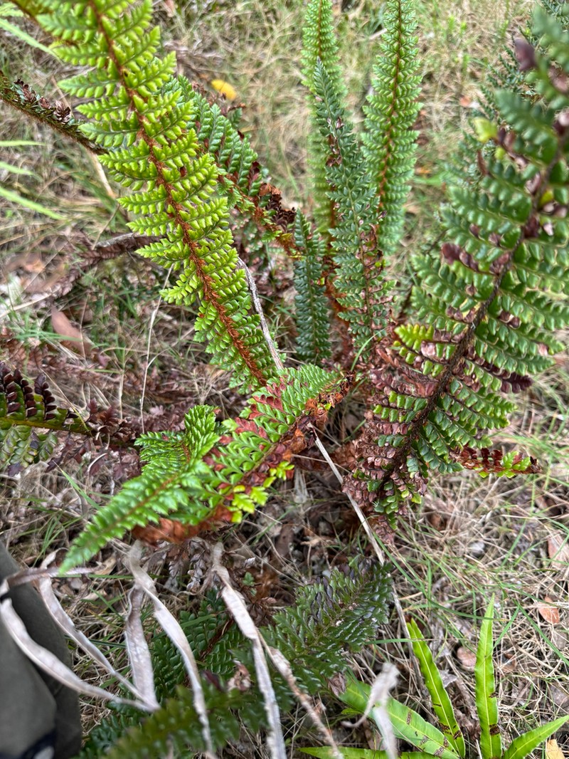 Hillebrand's Hollyfern photo 6