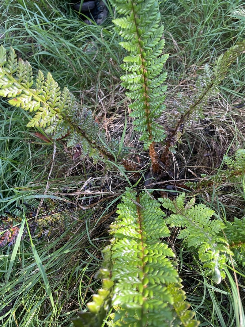 Hillebrand's Hollyfern photo 7