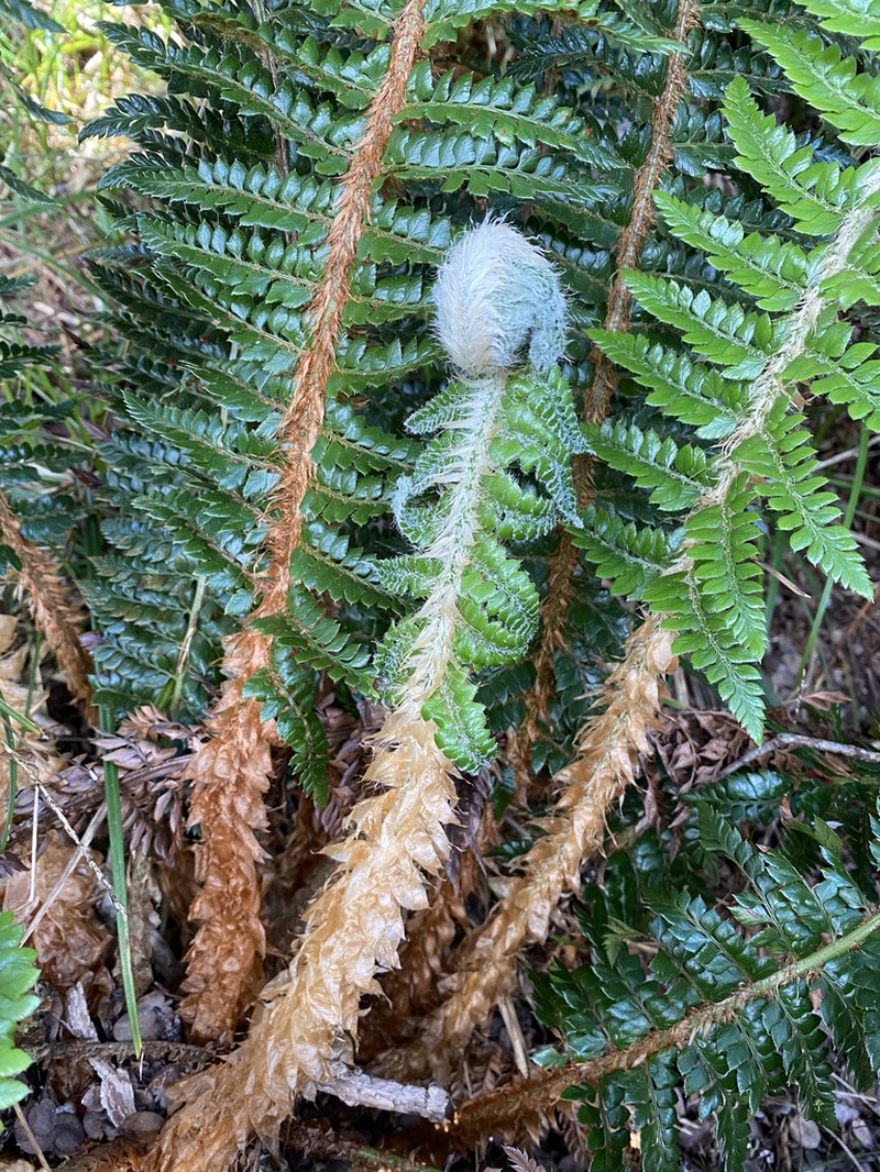 Hillebrand's Hollyfern photo 8