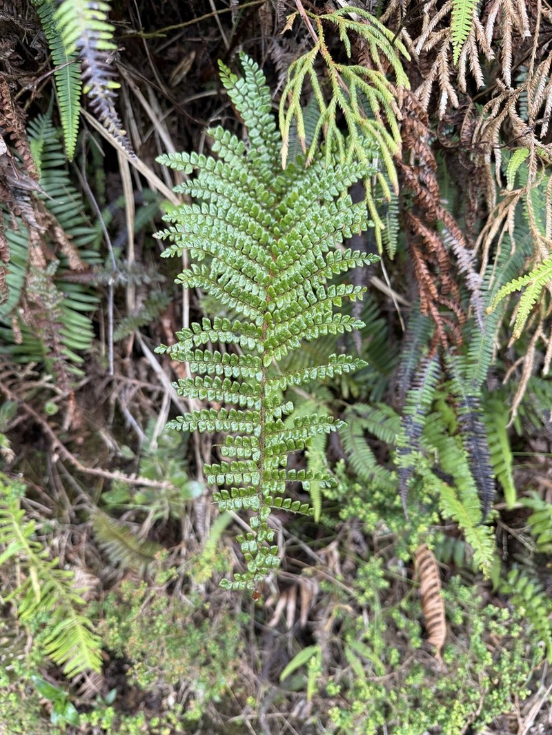 Polystichum holttumii