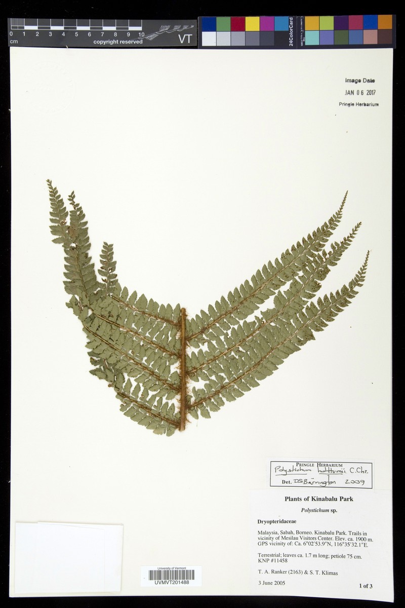 Polystichum holttumii photo 2