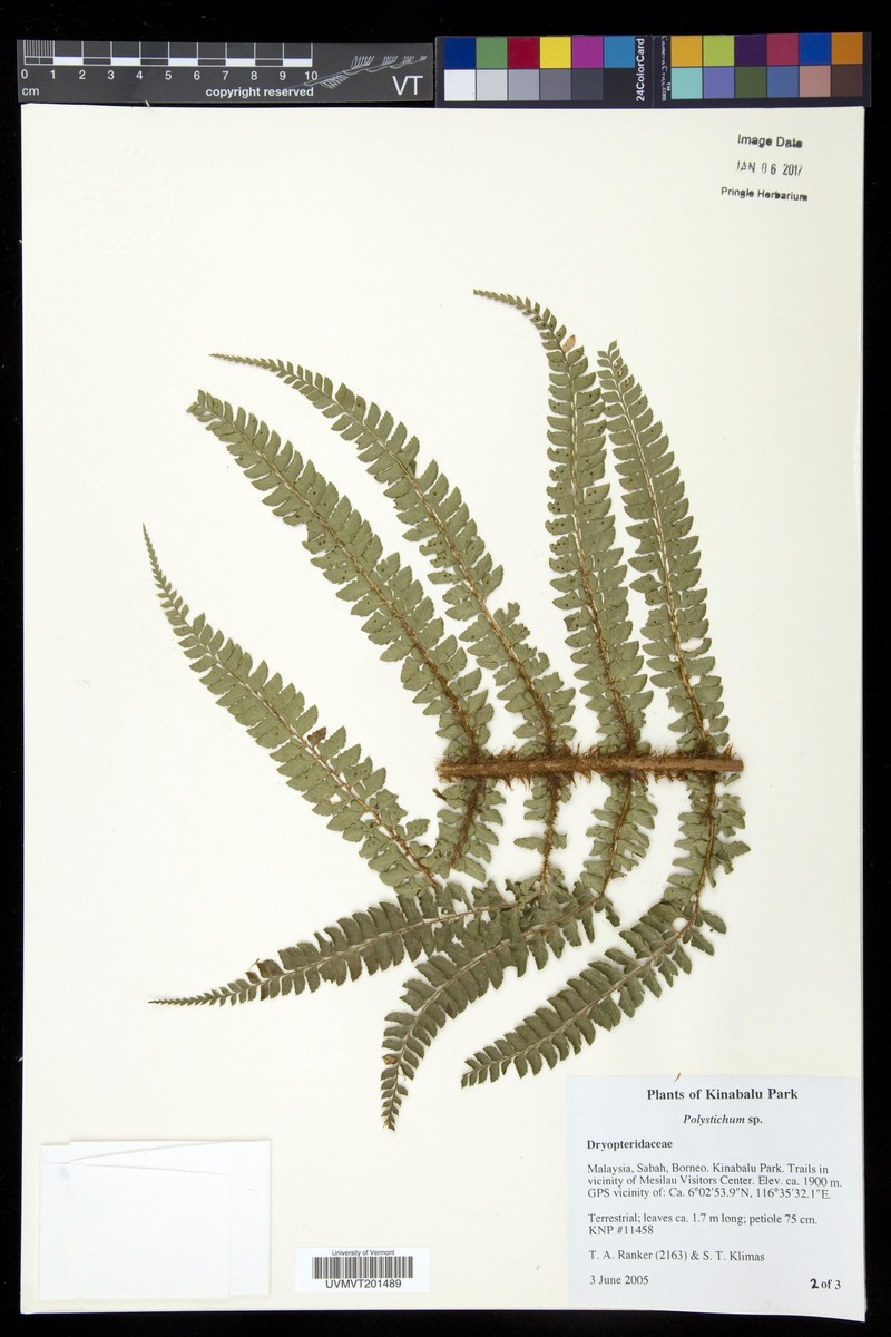 Polystichum holttumii photo 4
